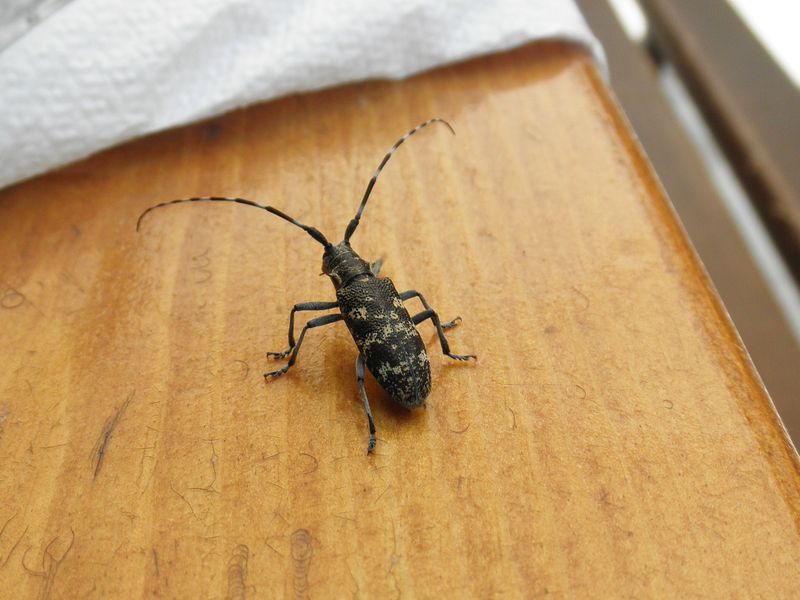 Cerambycidae dalla Grecia: Monochamus galloprovincialis